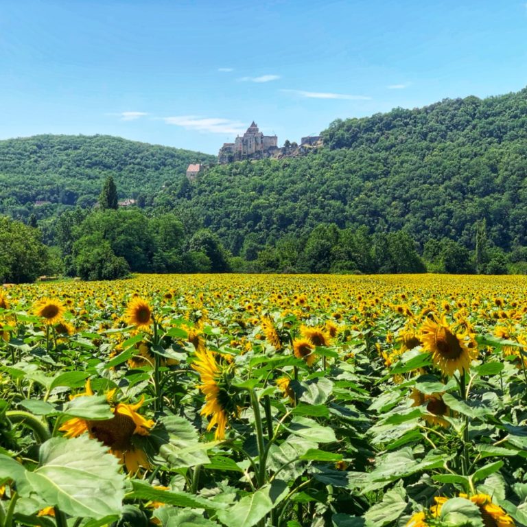 Castelnaud Sunflowers, Dordogne
